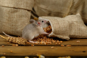 Closeup young gray mouse sits near the burlap bags with wheat on the floor of the warehouse. Concept of rodent control.