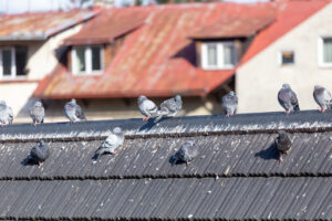 Group of pigeons on roof of traditional wooden house in Zakopane